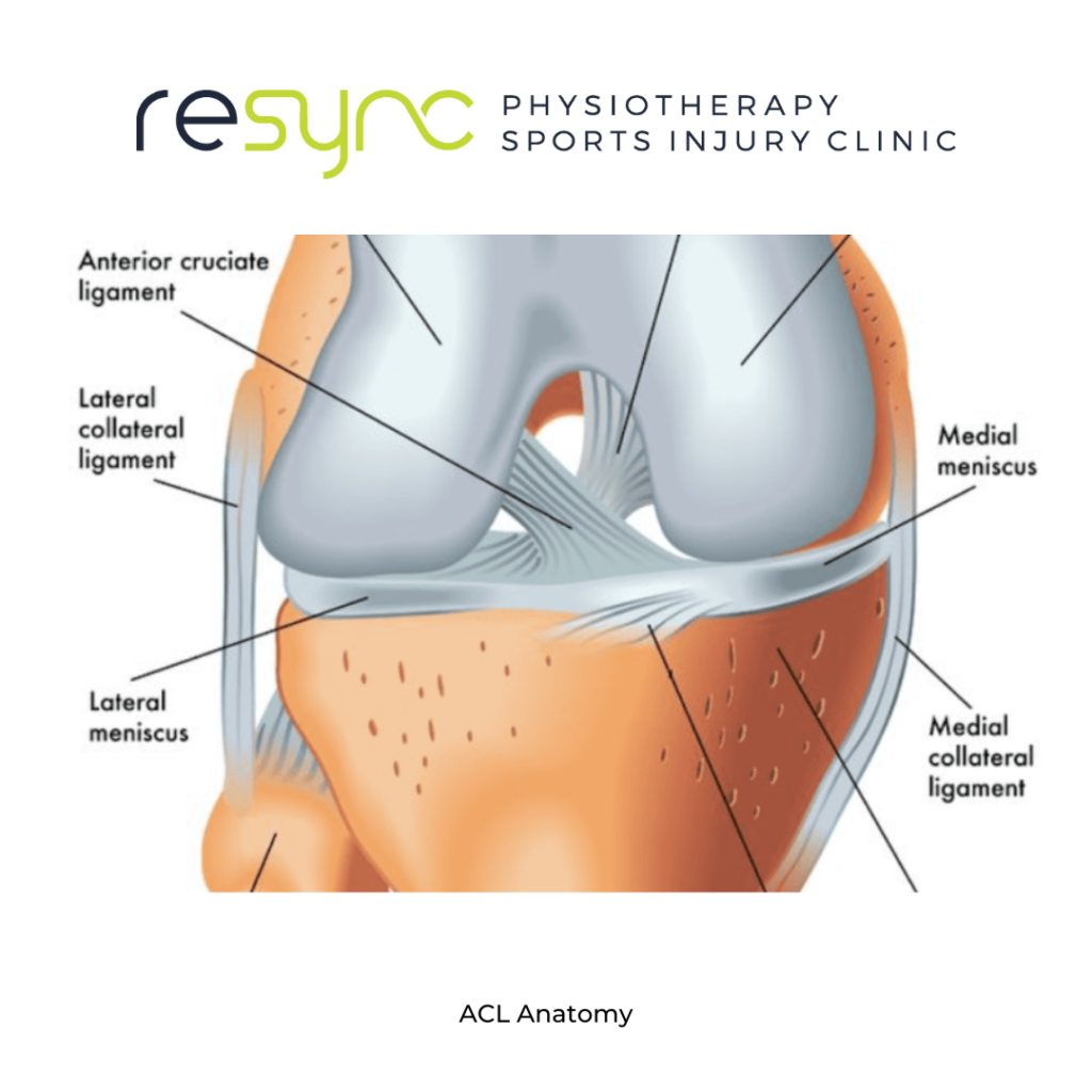 12 Exercises for ACL (Anterior Cruciate Ligament) Rehab